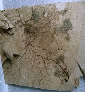 This slime mold or myxomycete is growing in its vein-like plasmodial stage on drywall that was previously water soaked.