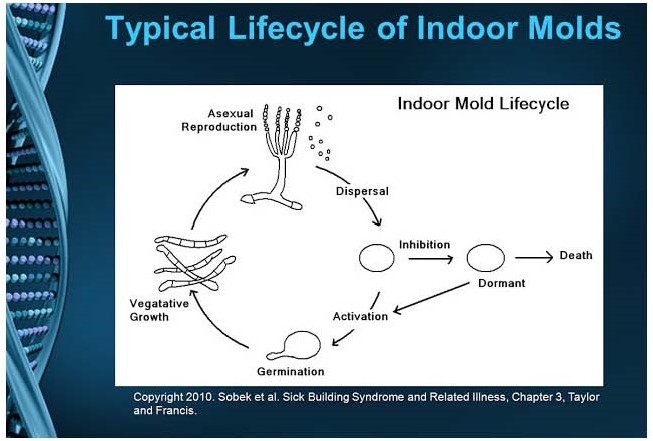 lifecycle+of+indoor+mold (2)