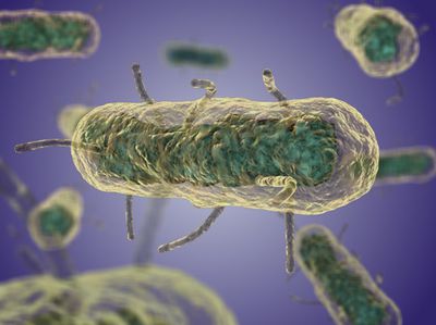 Yesinia pestis bacterium.